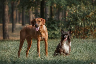 Rodezya Ridgeback ve Çin köpeği yürüyüşe tepeli. Tonlu görüntü