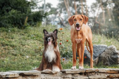 Rodezya Ridgeback ve Çin köpeği yürüyüşe tepeli. Tonlu görüntü