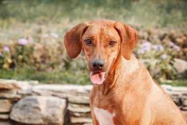 Rodezya Ridgeback portre üzerinde arka plan bulanık. Tonlu görüntü