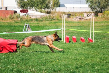 köpek çevikçe koşuyor