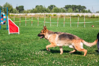 köpek çevikçe koşuyor