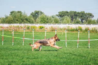 köpek çevikçe koşuyor
