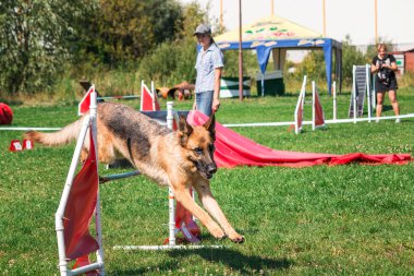 köpek çevikçe koşuyor