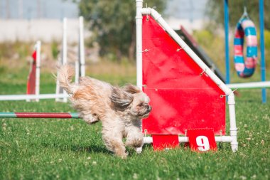 köpek çevikçe koşuyor