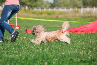 köpek çevikçe koşuyor