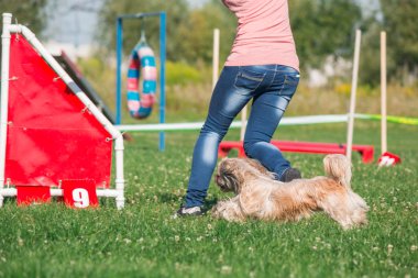 köpek çevikçe koşuyor