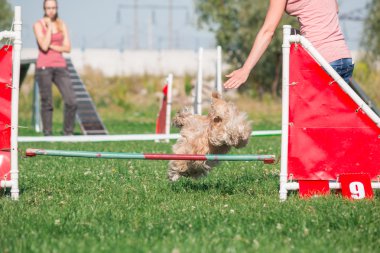 köpek çevikçe koşuyor