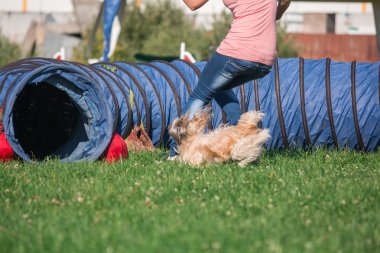 köpek çevikçe koşuyor