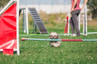 köpek çevikçe koşuyor