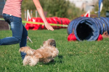 köpek çevikçe koşuyor