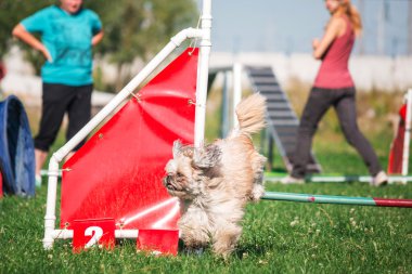 köpek çevikçe koşuyor