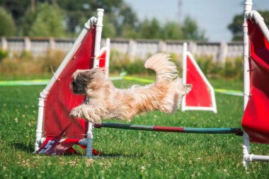 köpek çevikçe koşuyor