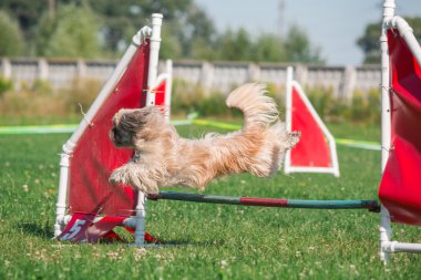 köpek çevikçe koşuyor