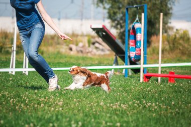 köpek çevikçe koşuyor