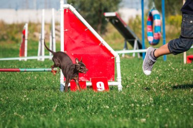 köpek çevikçe koşuyor