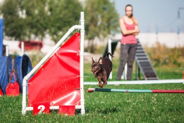 köpek çevikçe koşuyor