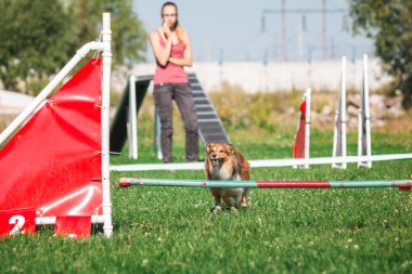 köpek çevikçe koşuyor