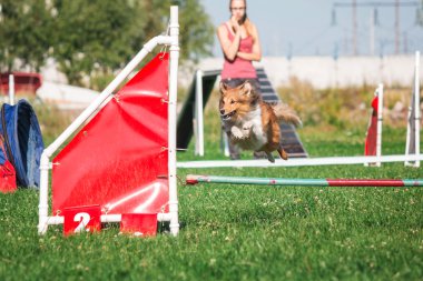köpek çevikçe koşuyor