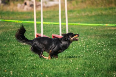 köpek çevikçe koşuyor