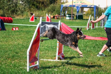 köpek çevikçe koşuyor
