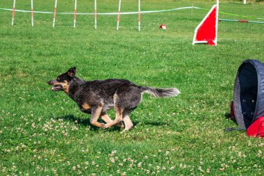 köpek çevikçe koşuyor