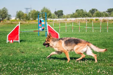 köpek çevikçe koşuyor