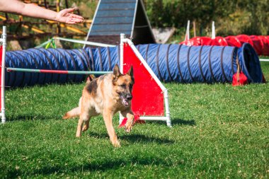 köpek çevikçe koşuyor