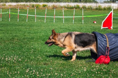 köpek çevikçe koşuyor