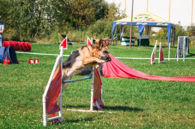 köpek çevikçe koşuyor