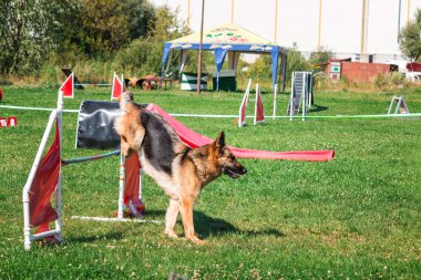 köpek çevikçe koşuyor