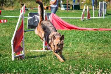 köpek çevikçe koşuyor