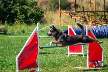 köpek çevikçe koşuyor