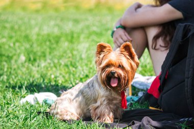 köpek çevikçe koşuyor