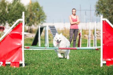 köpek çevikçe koşuyor
