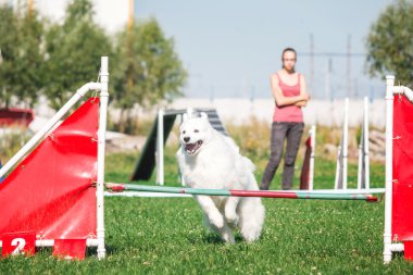 köpek çevikçe koşuyor