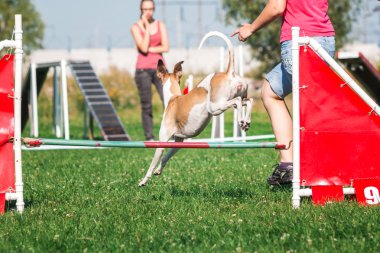 köpek çevikçe koşuyor