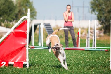 köpek çevikçe koşuyor