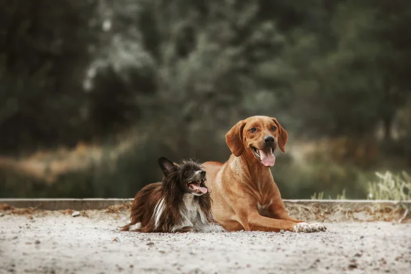 Rhodesian Ridgeback y el perro de cresta chino en un paseo. Imagen tonificada —  Fotos de Stock