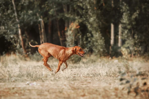 Retrato Rhodesian Ridgeback sobre fundo borrado. Imagem tonificada — Fotografia de Stock