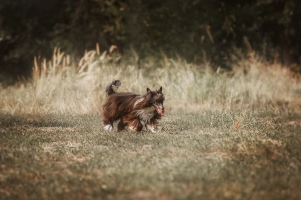 Chino cresta perro para un paseo — Foto de Stock