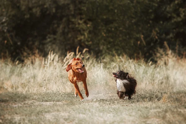 Родезийский Риджбэк и китайская хохлатая собака на прогулке. Тонированное изображение — стоковое фото