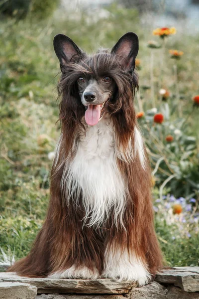 Portrait of Chinese Crested dogs. — Stock Photo, Image