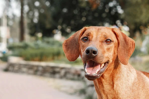 Retrato Rhodesian Ridgeback sobre fundo borrado. Imagem tonificada — Fotografia de Stock