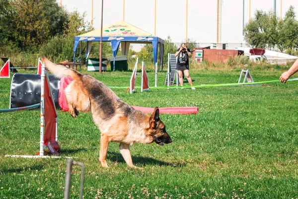 Cane che corre in agilità — Foto Stock