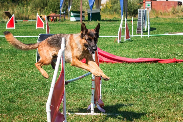 Cane che corre in agilità — Foto Stock