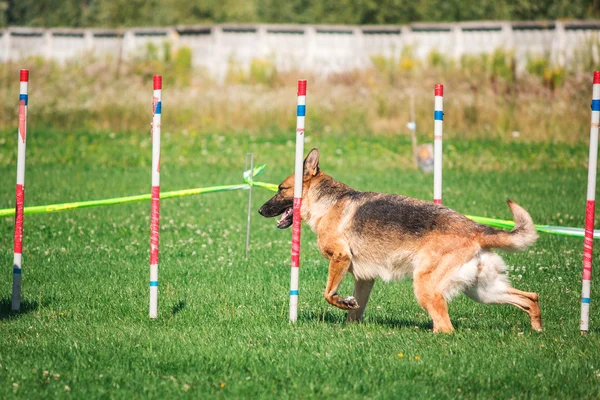 köpek çevikçe koşuyor