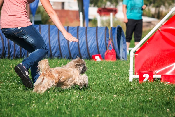 köpek çevikçe koşuyor