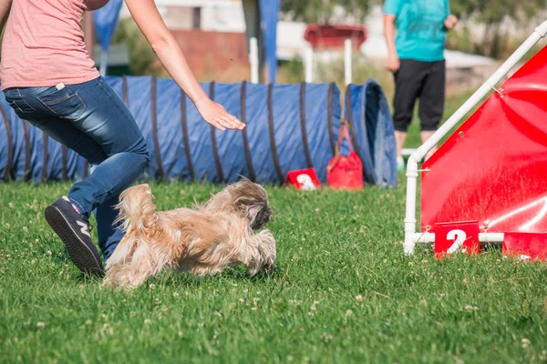 köpek çevikçe koşuyor