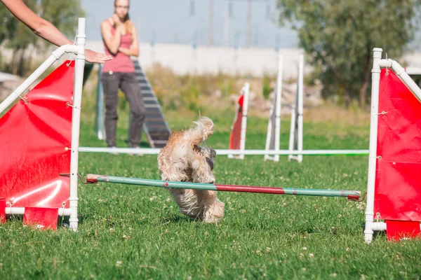 köpek çevikçe koşuyor