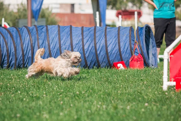 Anjing berlari dalam kelincahan — Stok Foto